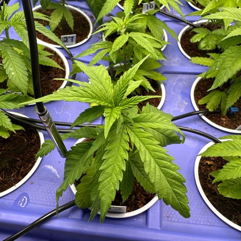 MiscxLAZ #22 C 42.33g growlog timeline photo