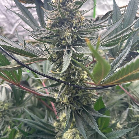 CxLAZ #31 58.75g growlog timeline photo