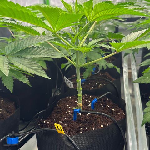 CxLAZ #16 50.72g growlog photo: Lollipoped