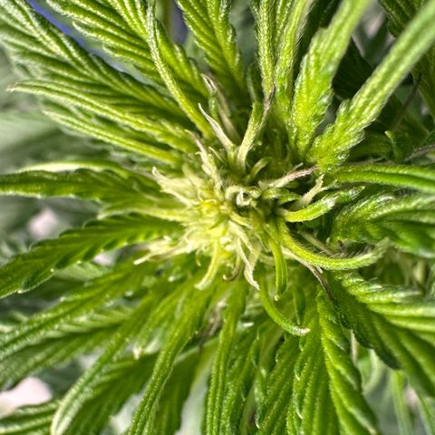 CxLAZ #16 50.72g growlog timeline photo