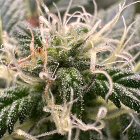 CxLAZ #03 45.52g growlog photo: Pollen sac from training on Tuesday