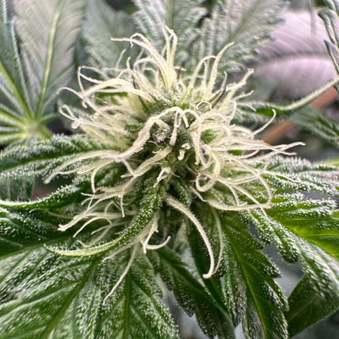 CxLAZ #16 50.72g growlog photo: Pollenated bud site