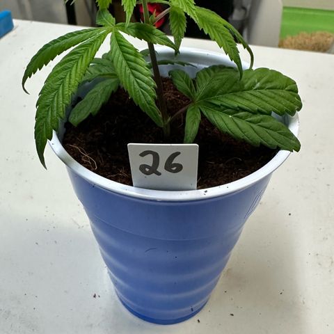 MiscxLAZ #26 C #2 growlog timeline photo