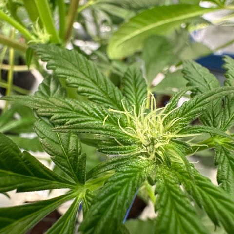 CxLAZ #16 50.72g growlog photo: Pollenated bud site
