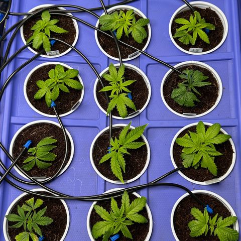 Shaman growlog timeline photo