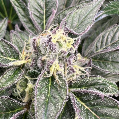 Misc x (LA Kush x Zkittles) #37 42.26g growlog timeline photo