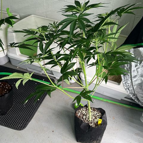 CxLAZ #16 50.72g growlog timeline photo