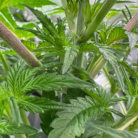 CxLAZ #16 50.72g growlog timeline photo