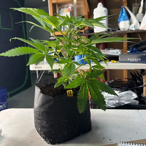 CxLAZ #16 50.72g growlog photo: Lollipoped
