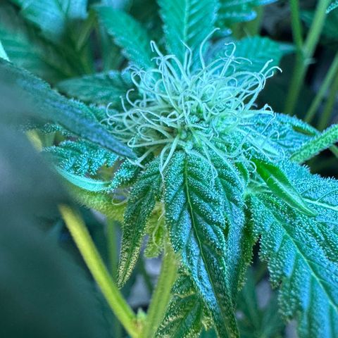 Misc x (LA Kush x Zkittles) #10 growlog timeline photo