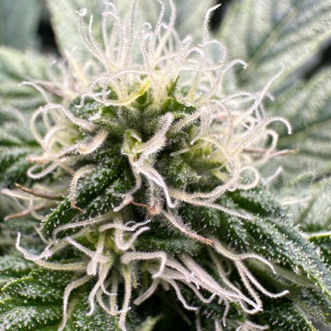 CxLAZ #16 50.72g growlog photo: Stacking nicely 9 heads