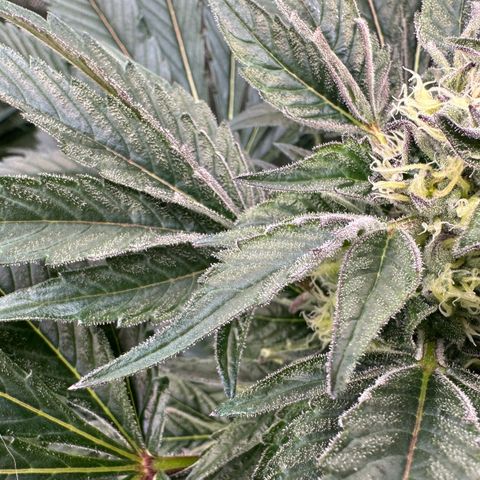Misc x (LA Kush x Zkittles) #37 42.26g growlog timeline photo