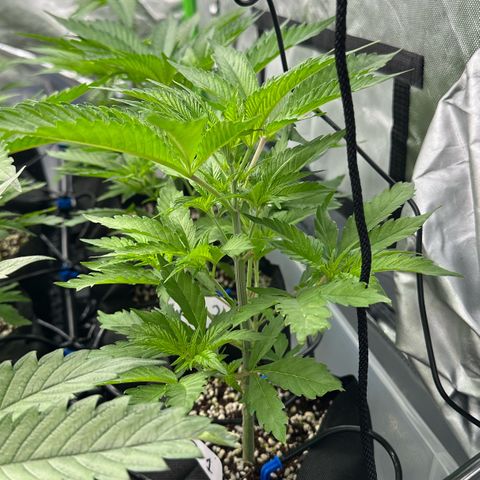CxLAZ #16 50.72g growlog timeline photo