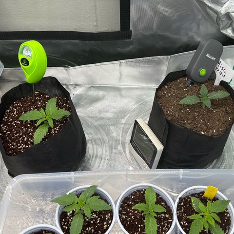 Misc x (LA Kush x Zkittles) #26 60.7g growlog timeline photo