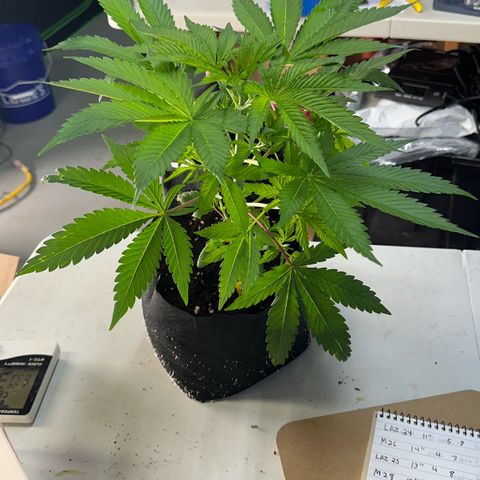 CxLAZ #16 50.72g growlog photo: Lollipoped