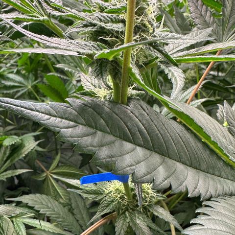 CxLAZ #31 58.75g growlog timeline photo