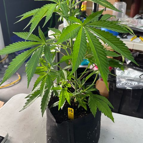 CxLAZ #16 50.72g growlog photo: Lollipoped