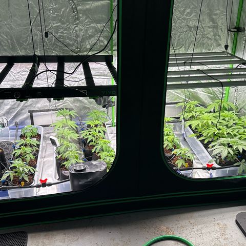 CxLAZ #16 50.72g growlog timeline photo