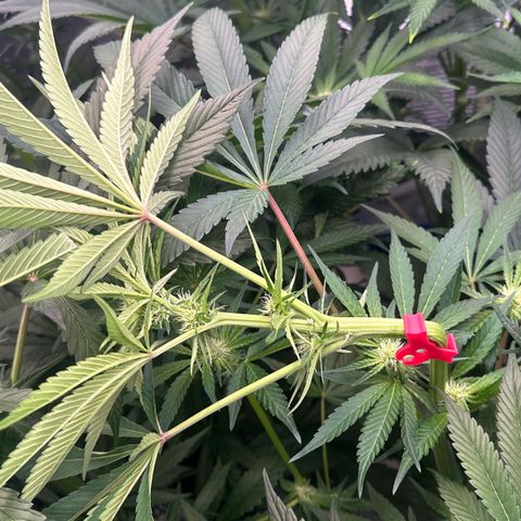CxLAZ #16 50.72g growlog photo: Top training 