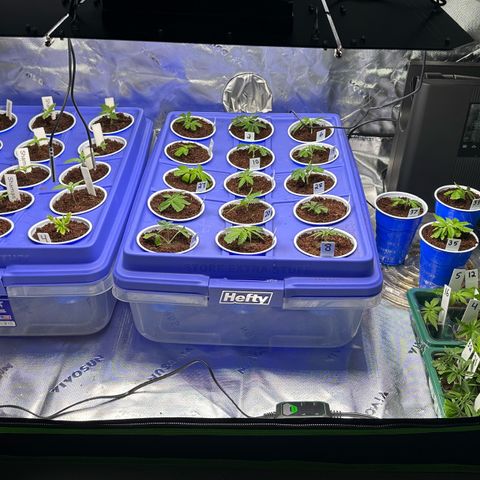 Shaman growlog timeline photo
