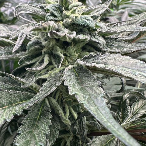 Misc x (LA Kush x Zkittles) #33 19.08g growlog timeline photo