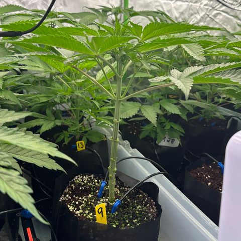 CxLAZ #16 50.72g growlog photo: Lollipoped