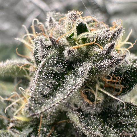 Misc x (LA Kush x Zkittles) #29 25.69g growlog timeline photo