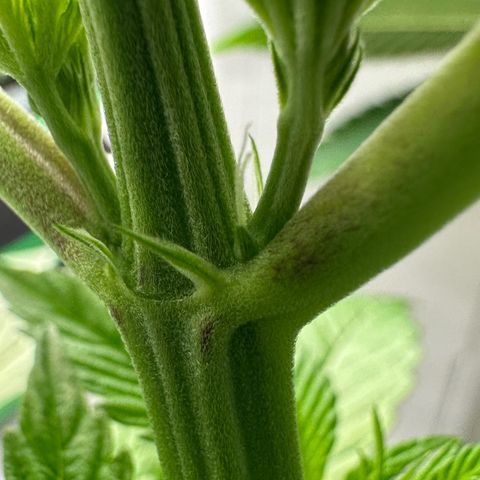 CxLAZ #16 50.72g growlog photo: Lollipoped