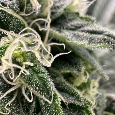 Misc x (LA Kush x Zkittles) #08 growlog timeline photo