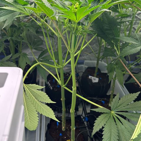 CxLAZ #16 50.72g growlog timeline photo
