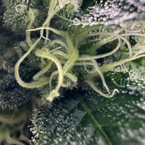 CxLAZ #31 58.75g growlog timeline photo
