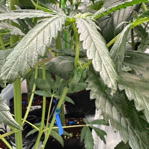 CxLAZ #16 50.72g growlog photo: Pollenated bud site