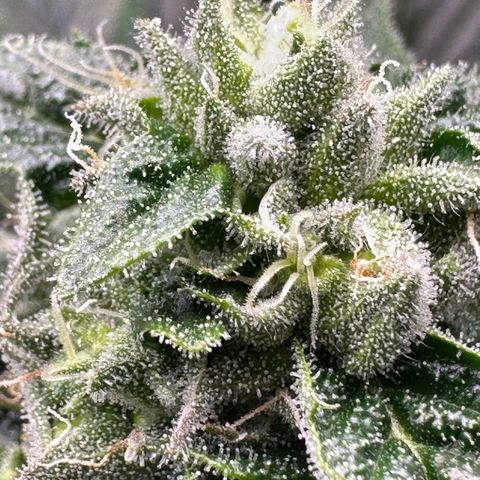 Misc x (LA Kush x Zkittles) #26 60.7g growlog timeline photo