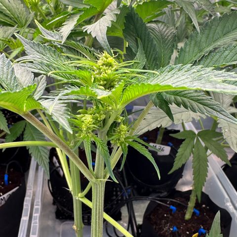CxLAZ #16 50.72g growlog timeline photo