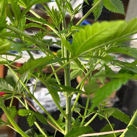 CxLAZ #16 50.72g growlog photo: Lollipoped