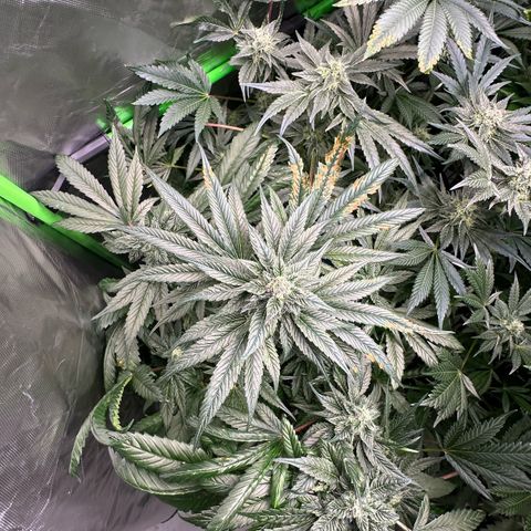 Misc x (LA Kush x Zkittles) #35 28.55g growlog timeline photo