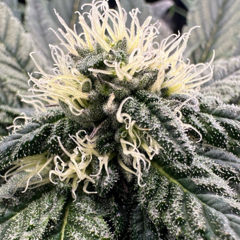 Misc x (LA Kush x Zkittles) #27 33.12g growlog timeline photo