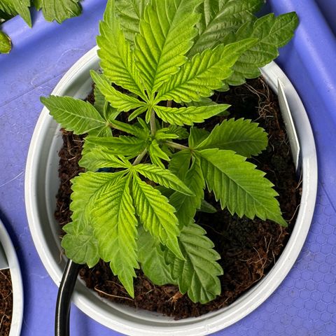 MiscxLAZ #37 C growlog timeline photo
