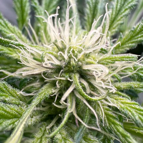 CxLAZ #16 50.72g growlog timeline photo