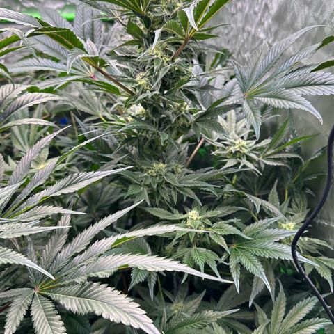 Misc x (LA Kush x Zkittles) #37 42.26g growlog timeline photo