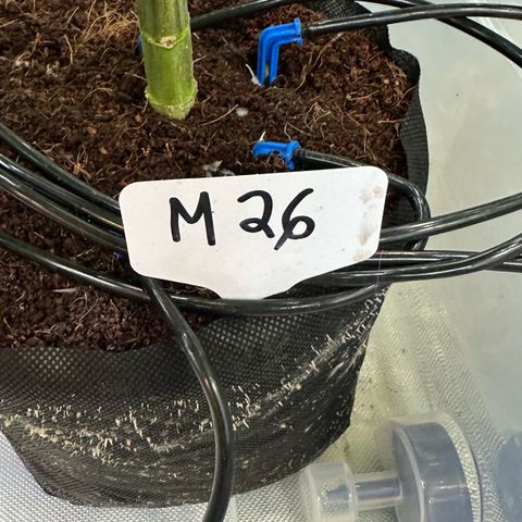 Misc x (LA Kush x Zkittles) #26 60.7g growlog timeline photo
