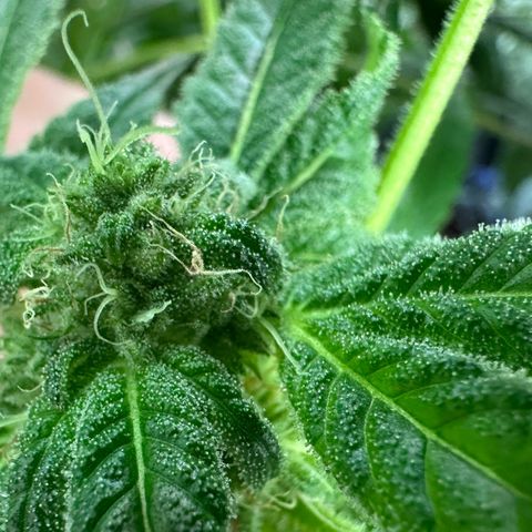 CxLAZ #20 13.7g growlog timeline photo