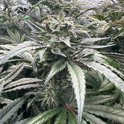 Misc x (LA Kush x Zkittles) #33 19.08g growlog timeline photo