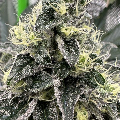 CxLAZ #24 37.13g growlog timeline photo