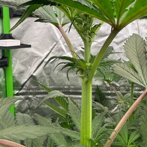 CxLAZ #16 50.72g growlog timeline photo