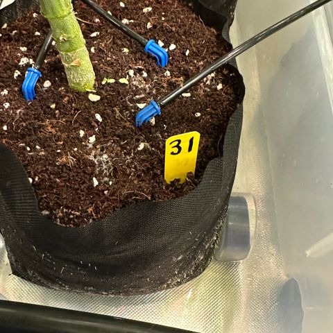 CxLAZ #31 58.75g growlog timeline photo