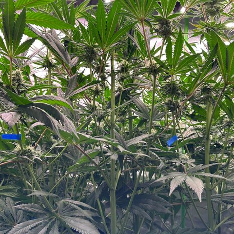 CxLAZ #31 58.75g growlog timeline photo