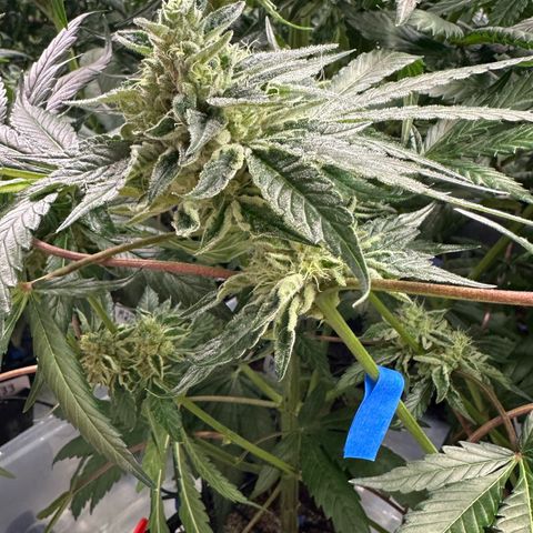CxLAZ #06 growlog timeline photo