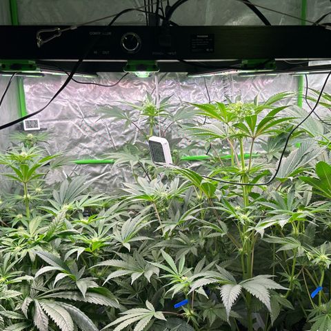 CxLAZ #16 50.72g growlog timeline photo