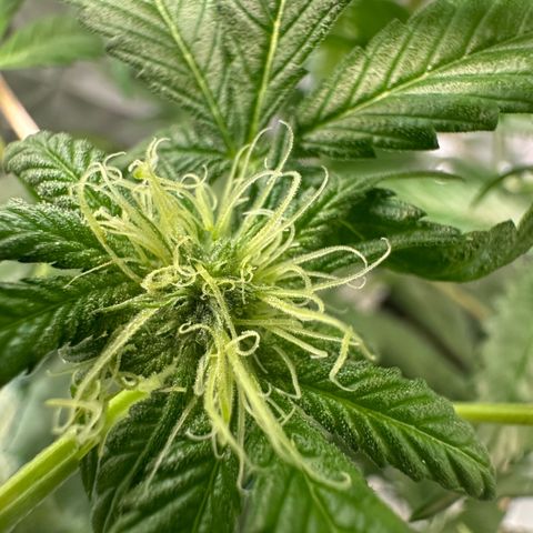 CxLAZ #16 50.72g growlog timeline photo